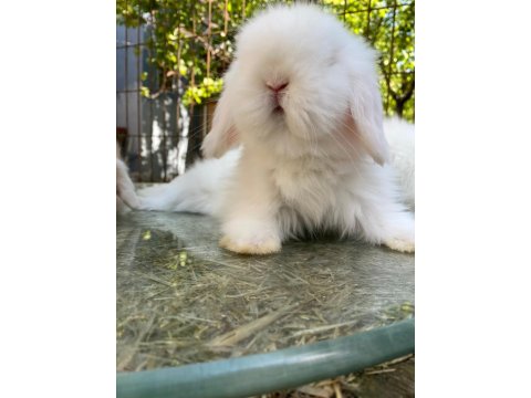 Hollanda Lop Tavşanlar Her İle Gönderilir Kafesleri İle Birlikte