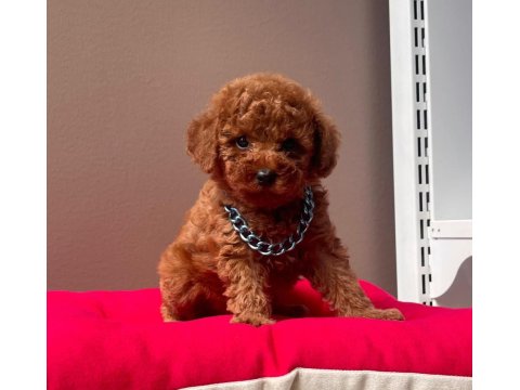 Safkan Toy Poodle Köpeklerimiz