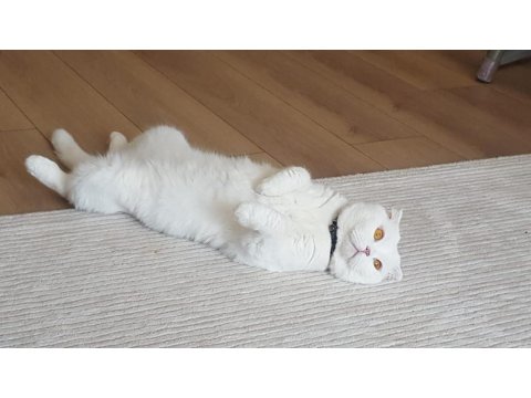 3 Yaşında Kısır Erkek Kedimizi Sahiplendirmek İstiyoruz