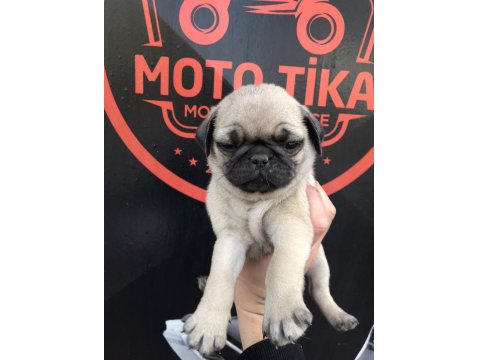 Kaliteli Pug Yavru İsteyene Yardımcı Olurum
