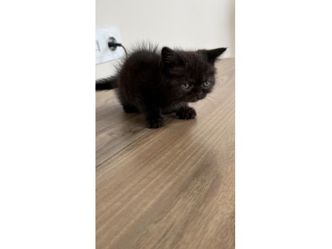 2 Aylik İran Kedisi