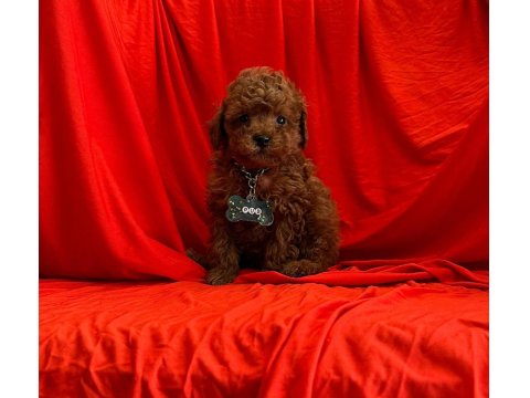 Safkan Toy Poodle Yavrularımız