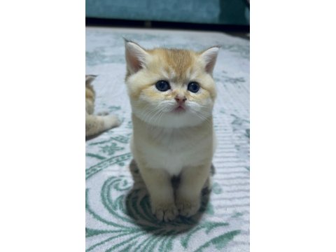 Goldenların Sarısı British