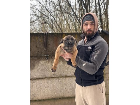 Teslime Hazır Malinois Belçika Kurdu