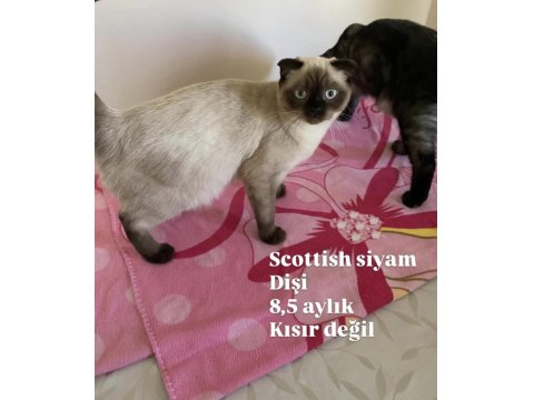 Anne Ve Çocuklarla Scottish Fold