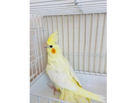 3 Aylık Yavru Sultan Papağanlar