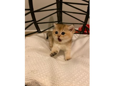 Ny11 Golden British Shorthair Erkek Bebek