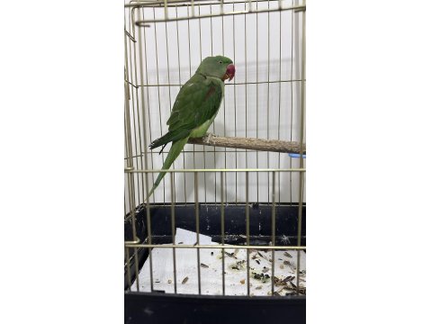 1 Yaşında Erkek Alexander Papağanı