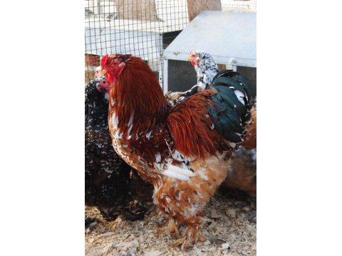 Blue Porselen Brahma Kuluçkalık Yumurta