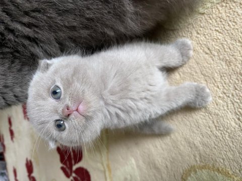 British Ve Scottish Kediler