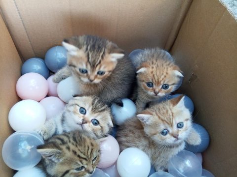 British Shorthair Yavru Kedisi