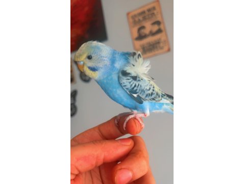 Ful Evcil Japones Yavru Muhabbet Kuşu