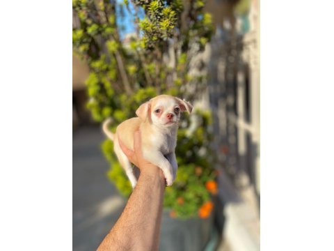 Teacup Mavi Göz Erkek Şivava Yavrum