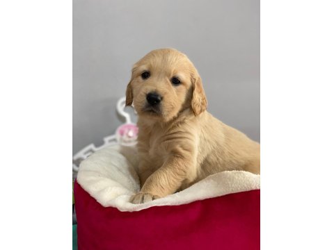Golden Retriever Baby Face Yavrularımız