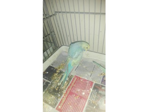 Yavru Muhabbet Kuşları 2 Aylık