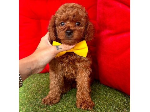 Safkan Toy Poodle Yavrular