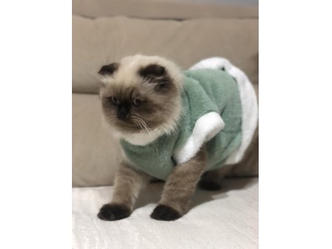 Sevimli Scottish Fold Kedisi