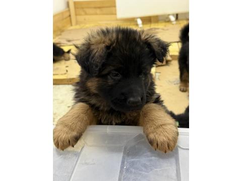 Şampiyon Alman Kurdu Yavruları