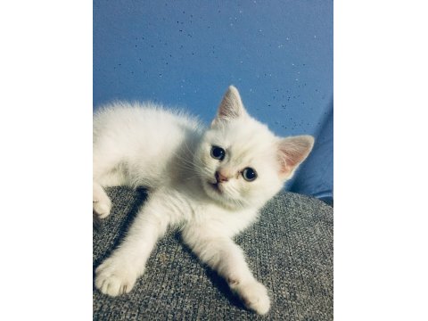 2 Aylık British Yavrumuza Yuva