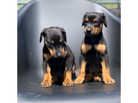 A Kalite Doberman Yavruları