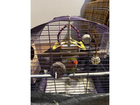 Çift Sevda Papağanı Komple Eşyalarıyla Kafesiyle Verilecek