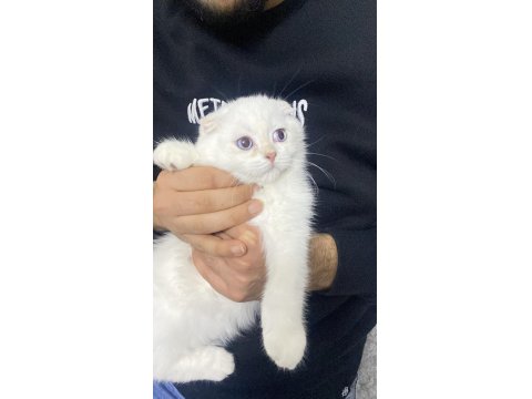 2.5 Aylık Scottish Erkek Acil Yuva