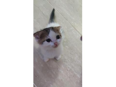 Cins Ve Kırma Kedi Karışımıdır Sahibini Bekliyor