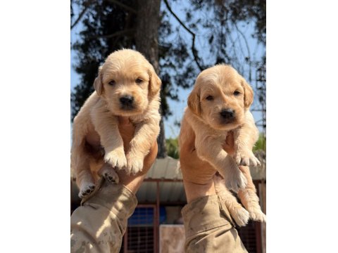 Golden Retriever Yavrularımız Büyüdü