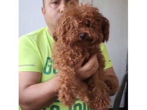 Korekan Toy Poodle Bebekleri