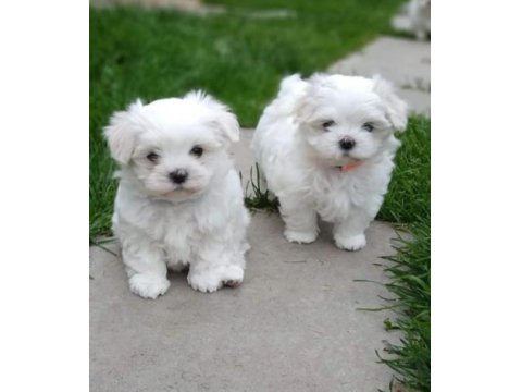Ev Doğumu Maltese Bebek Köpekler