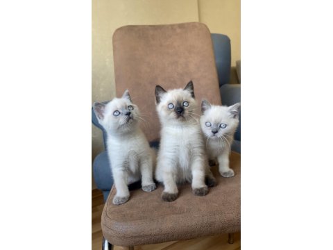 Yavru British Blue & Chocolate Point