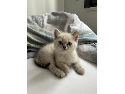 British Shorthair 2 Aylık Erkek