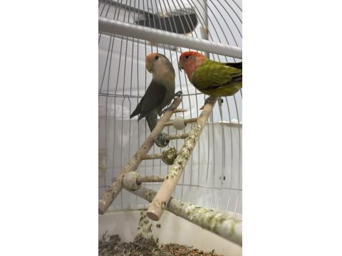 Sevda Papağanı Çift 2 Yaşında