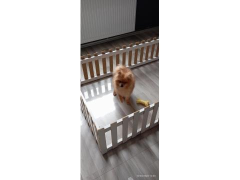 Pomeranian 6 Aylık