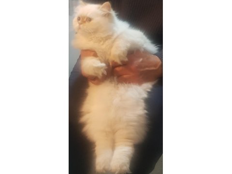 British Shorthair Sağlıklı Eğitimli Yavrular Yeni Yuvasını Arıyor