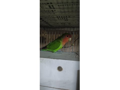 Takım Sevda Papağanı