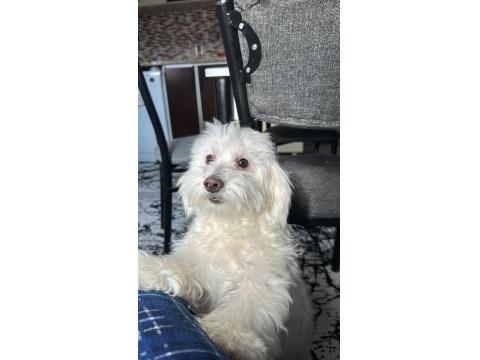 Maltese Terrier 1.5 Yaşında