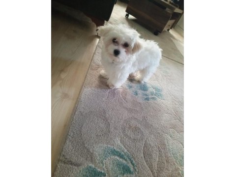 4 Aylık Maltipoo