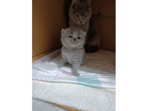 Kedilerimiz Yeni Yuvalarını Arıyorlar