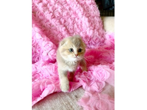 3 Adet Dişi Kedimiz