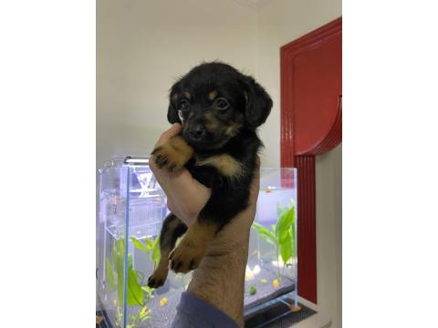 Dachshund Ve Maltipoo Melezi Yavru Bebek