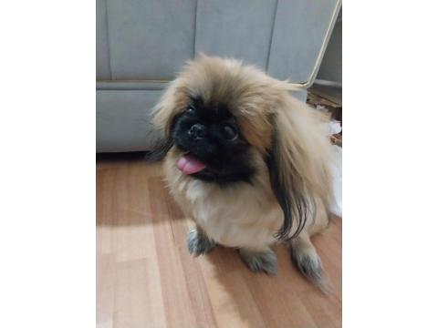 5-6 Ay Erkek Pekinez