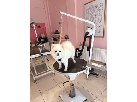 6 Aylık Tuvalet Eğitimli Acil Pomeranian