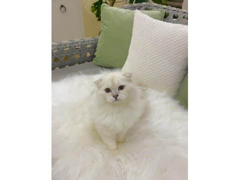 Özel Scottish Fold Erkek