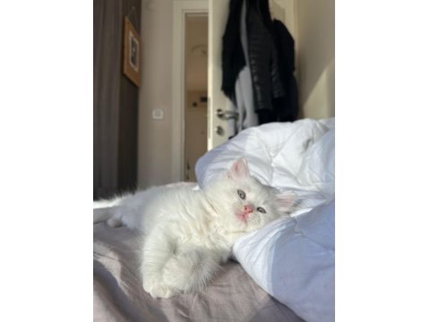 2 Aylık Chinchilla Kedisi Yavrumuza Yuva Arıyoruz