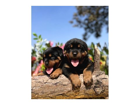Koca Kafa Rottweiler Yavrular