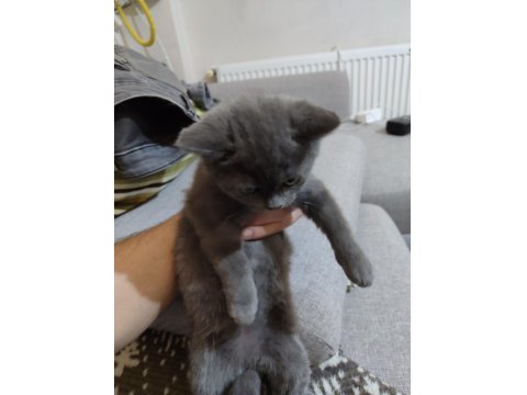 2.5 Aylık Dişi British