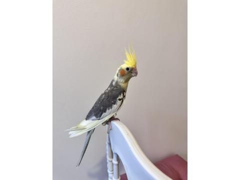 Sultan Papağanlar Sahiplendirilecektir