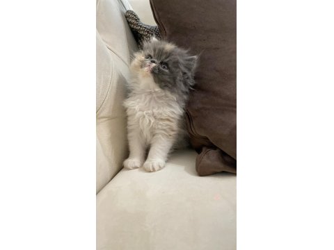 50 Gün Dişi Exotic Kedimiz