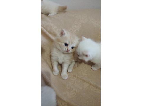 British Bebek Kediler